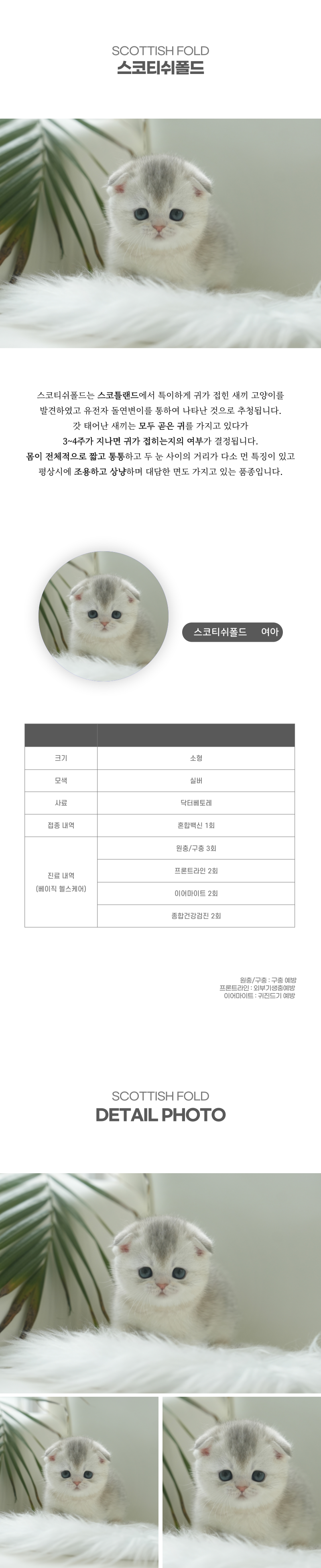 스코티쉬폴드_상세이미지_2